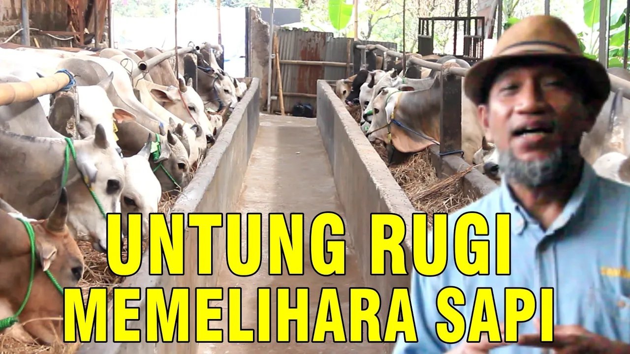 
                                 Untung-Pelihara-Ternak-Sapi